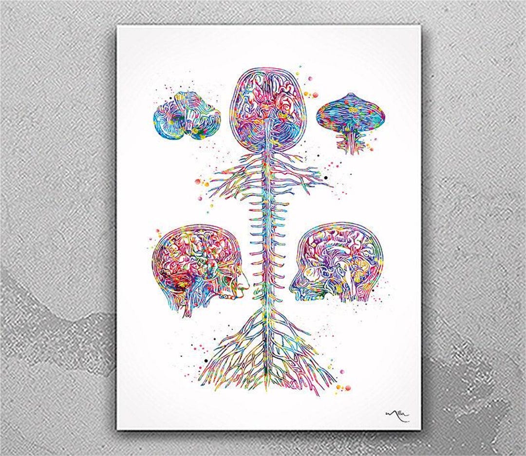 Brain & Spine Watercolor Anatomy Art Print – Medical Neurology Decor ...