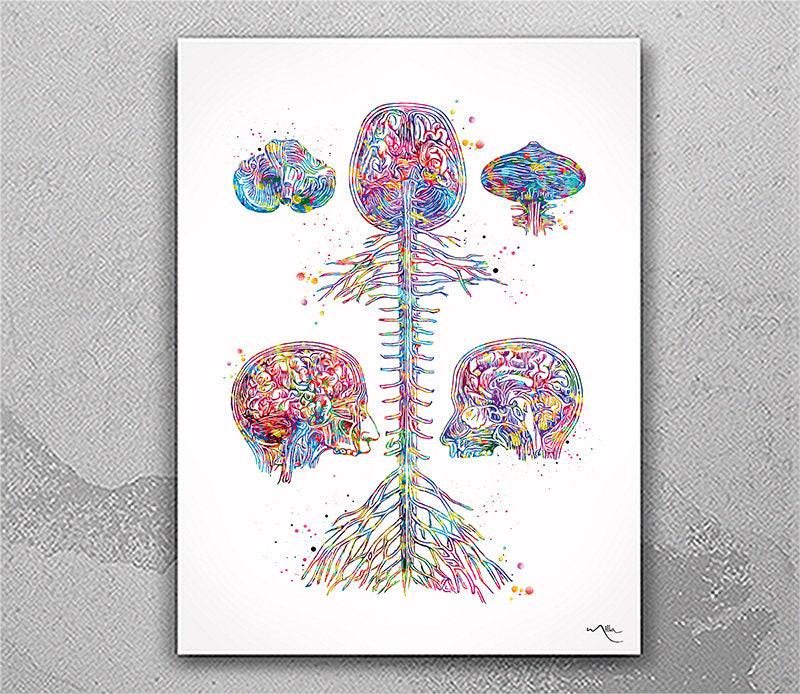 Brain & Spine Watercolor Anatomy Art Print – Medical Neurology Decor ...
