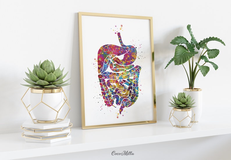 Digestive System Watercolor Print Human Organs | Etsy