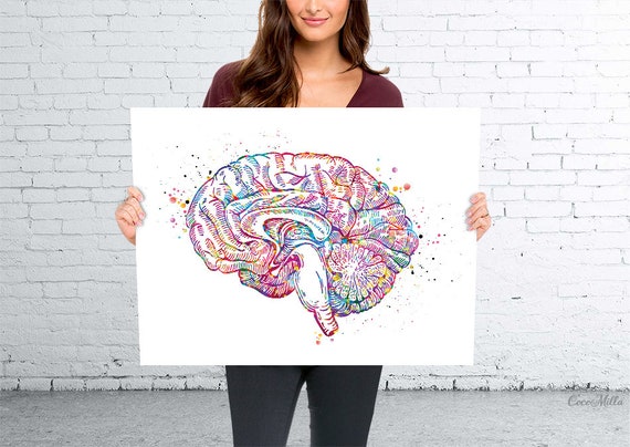 Neuroanatomy Art Print Brain Anatomy Cross Section -  Norway