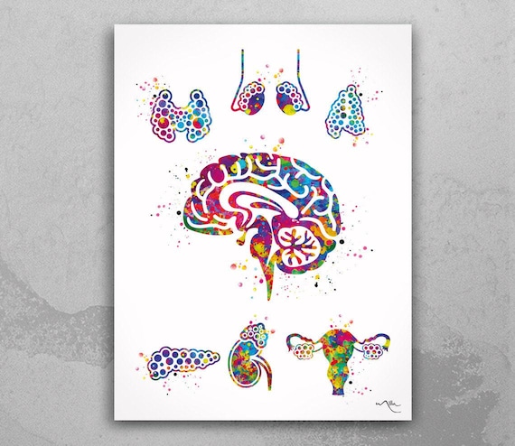 Endocrine Glands Watercolor Art Print, Human Anatomy Medical Illustration-1326