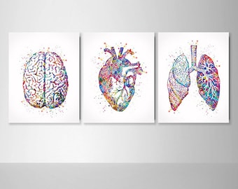 Human Brain Heart Lungs Set of 3 Watercolor Prints School Nurse Office Decor Anatomy Art Science Medical Art Graduation  Student Art Gift-23