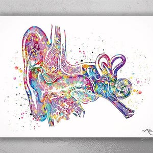 Ear Anatomy Watercolor Print Audiologist Gift Audiology Poster Science Art Ear Diagram Ear Poster Anatomical Office Decor Medical Art-1138