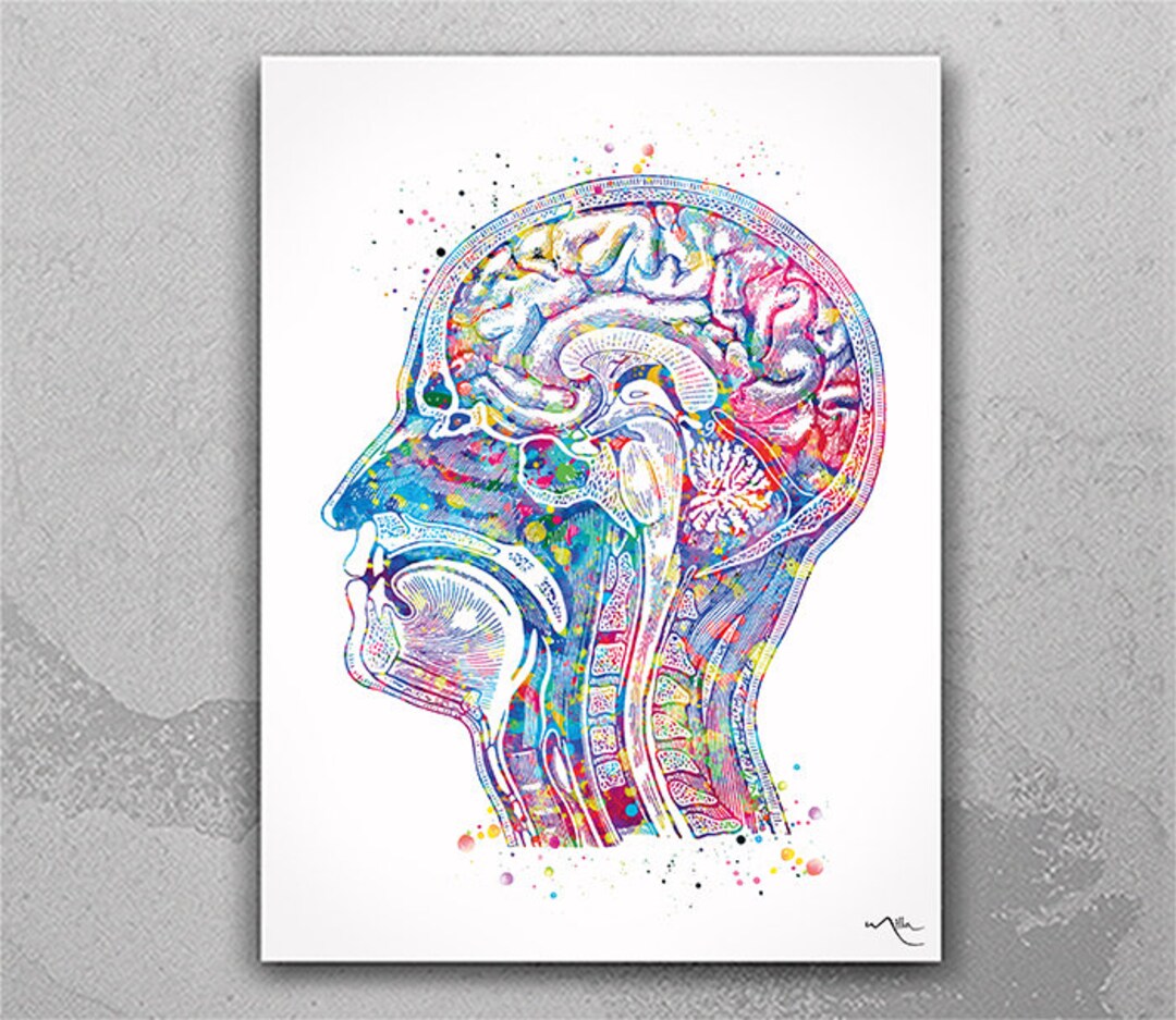 Head Anatomy Watercolor Print Human Head Neurology Clinic Decor Anatomy ...