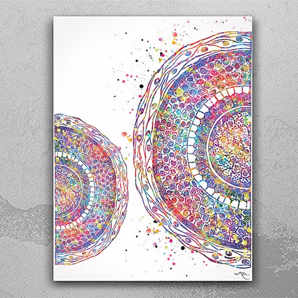 Cross Section of Human Hair Watercolor Print Skin Histology Dermatology Art Medical Art Dermatologist Gift Clinic Decor Hair Cell Art-1153