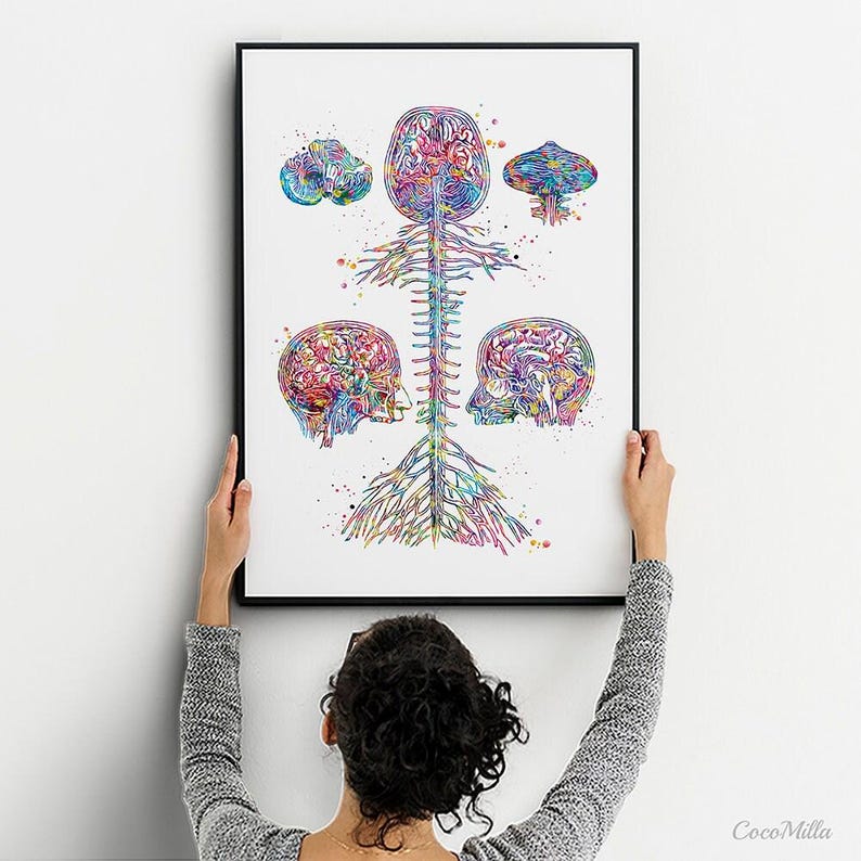 Brain & Spine Watercolor Anatomy Art Print – Medical Neurology Decor ...