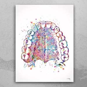 Tooth Anatomy and Palate Watercolor Print  Medical Art Tooth Anatomical Dental Clinic  Cabinet Art Dentistry Dentist Gift Doctor Art-219