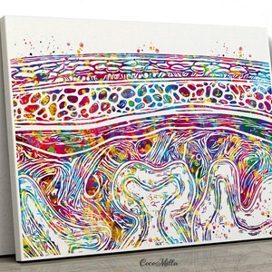 Meninges Watercolor Print Neuron Art Science Gift Neurology Nerve Cell ...