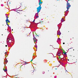 Neuron Types Art Watercolor Print Science Poster Neurology Medical Art ...