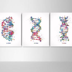 DNA molecule a-dna, b-dna, z-dna Watercolor Print Set Medical Wall Art Medical Art Science Art Genetic Laboratory Medical Student Gift-1056