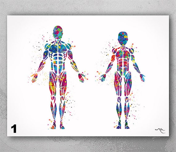 Watercolor Muscular System Print: Male & Female Anatomy Art-2616