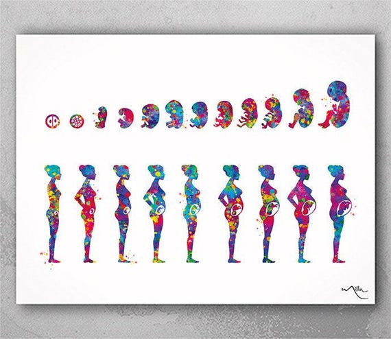 Pregnancy Stages Watercolor Art Print: Embryo & Fetal Development-1102