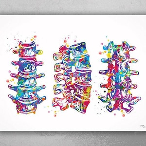 Lumbar Spine Watercolor Print Human Anatomy Art Vertebral Column Medical Art Vertebral Bones Chiropractic Skeletal System Orthopedic-1227