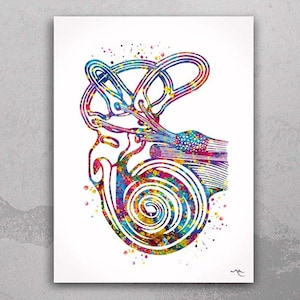 Semicircular Canals Ear Watercolor Print Audiologist Gift Audiology Ear Diagram Anatomical Office Decor Clinic Medical Art ENT Doctor-1638