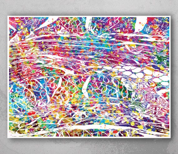 Muscle Histology Watercolor Print, Science Anatomy Art-1197