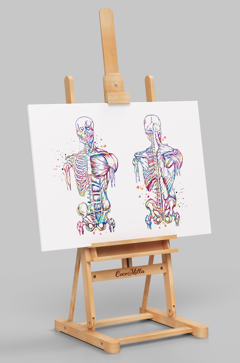 Muscular Art Watercolor Print Human Body Anatomy Art Medical Etsy Uk