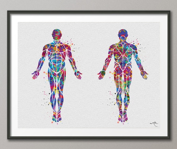 A5 A4 A3 A2 A1 HUGE Sizes Muscle Layout of The Human Body Medical Giant Poster