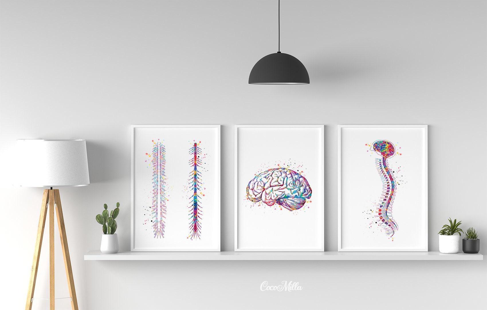 Brain & Spinal Cord Watercolor Print Set - Medical Anatomy Art-993 - Etsy