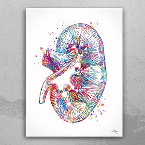 Kidney Art Watercolor Print Clinic Wall Art Urology Nephrology Office Kidney Transplant Wall Hanging Organ Donor Gift Urologist Decor-2309