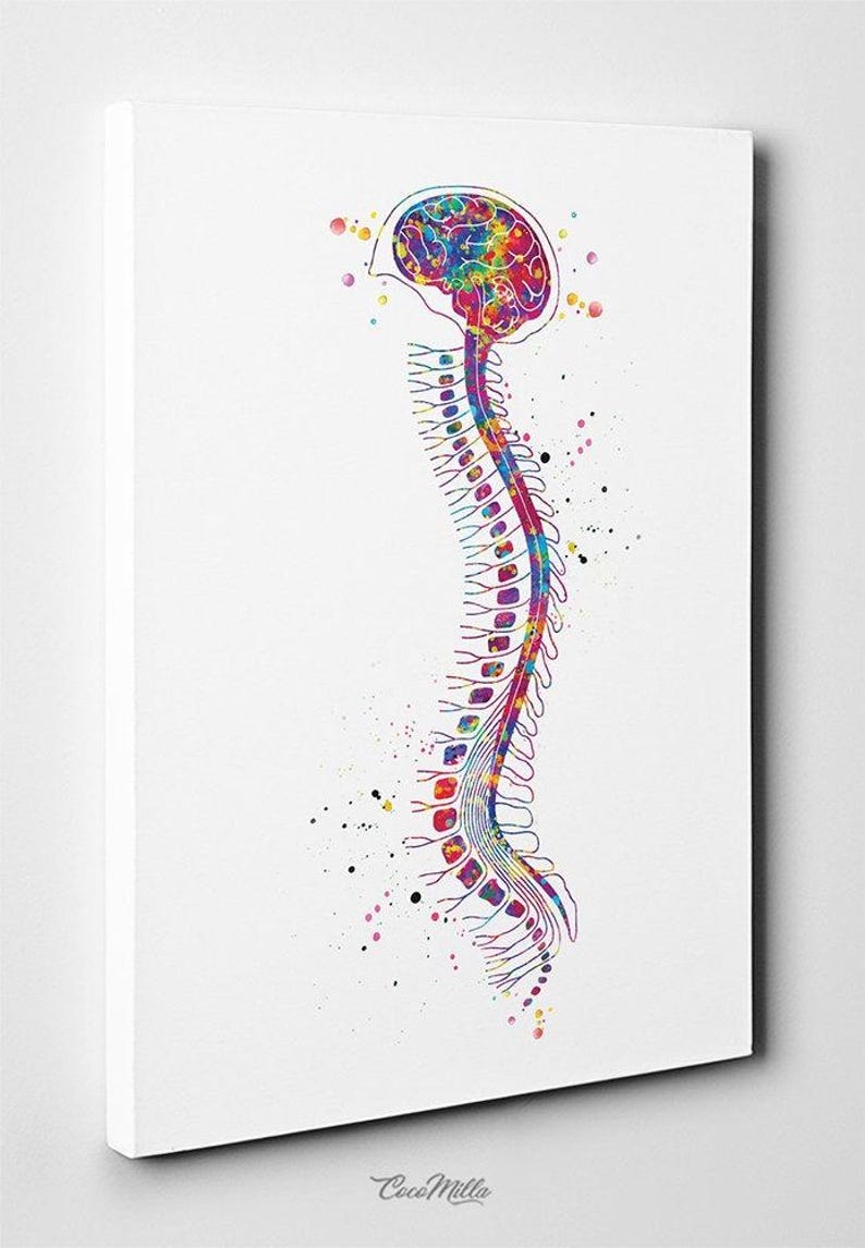 Brain and Spinal Cord Watercolor Anatomy Art Print-990 - Etsy