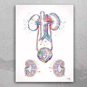Harnwege Aquarell Druck Medizinischer Art Print Medizinische Blase Anatomie Kunst Klinik Büro Kunst Zuhause Niere Anatomie Nephrologie Wandkunst-716