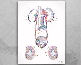 Urinary Tract Watercolor Print, Medical Anatomy Art-716