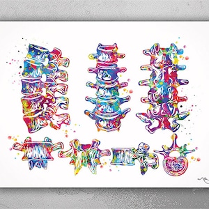 Lumbar Spine Watercolor Print Human Anatomy Art Vertebral Column Medical Art Vertebral Bones Office Clinic Skeletal System Orthopedic-2163