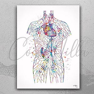 Lymphatic System Watercolor Print Endocrinology Lymph Nodes Anatomy Endocrionologist Gift Clinic Massage Therapy Wall Art Medical Art-2856