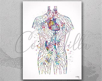Lymphatic System Watercolor Print, Medical Anatomy Art-2856
