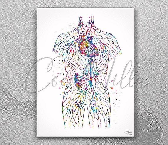 Lymphatic System Watercolor Print, Medical Anatomy Art-2856