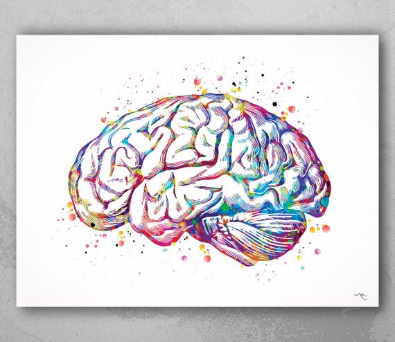 Brain Anatomy Watercolor Art Print, Medical Neurology Gift-972