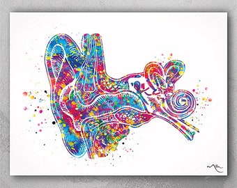 Ear Anatomy Watercolor Print Audiologist Gift Audiology Poster Science Art Ear Diagram Anatomical Clinic Decor Medical Art Ear Poster-1064