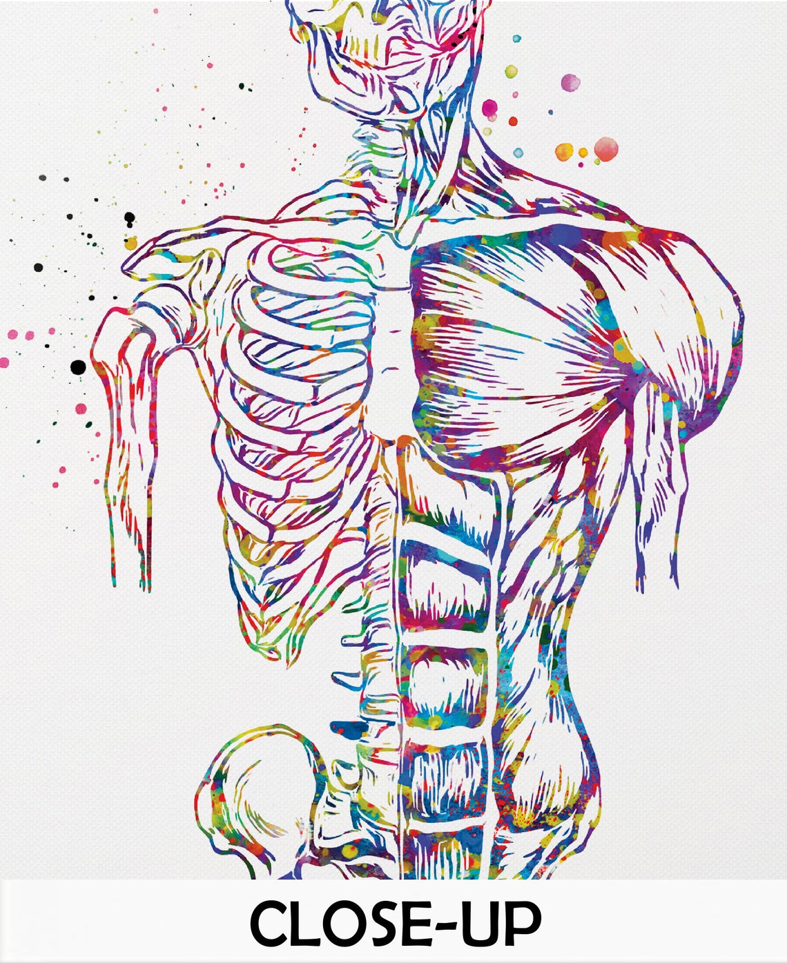 Muscular Art Watercolor Print Human Body Anatomy Art Medical Etsy