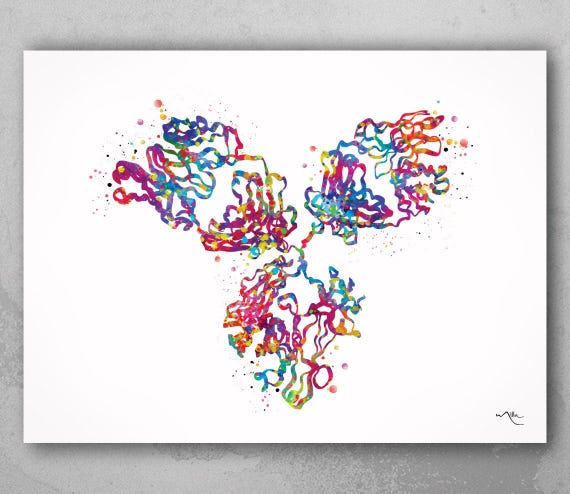 Antibody Structure Watercolor Print, Immunology Medical Art-1812