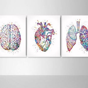 Human Brain Heart Lungs Set of 3 Watercolor Prints School Nurse Office Decor Anatomy Art Science Medical Art Graduation  Student Art Gift-23