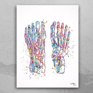 Foot Anatomy Watercolor Print Skeletal Feet Muscles Medical Art Science Orthopedic Office Clinic Art Poster Podiatry Gift Clinic Decor-717