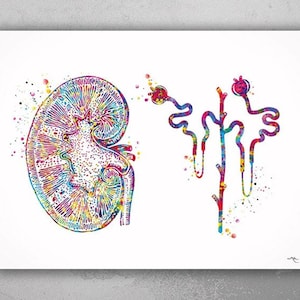 May include: A colorful watercolor illustration of a human kidney and nephron. The kidney is depicted in a detailed anatomical style, with the nephron shown as a series of interconnected tubes.
