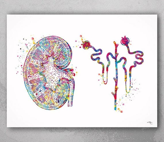 Kidney & Glomerulus Watercolor Print, Medical Anatomy Art-2307