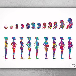 Pregnancy Stages Watercolor Print Embryo Development Fetus Medical Art Nursing Gift Fetal Development Gynecology Obstetrics Art OBGYN-1102