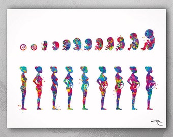 Pregnancy Stages Watercolor Print Embryo Development Fetus Medical Art Nursing Gift Fetal Development Gynecology Obstetrics Art OBGYN-1102