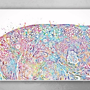 Ovary Histology Watercolor Print Gynecology Anatomy Medical Gynecologist OBGYN Female Reproductive System IVF Medical Art Office Decor-450