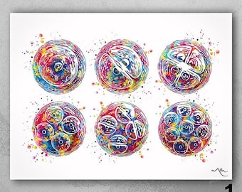 Mitosis Watercolor Print | Cell Division Biology Art-2552