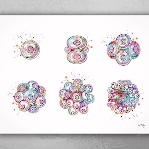 Embryonic Development Watercolor Print Gynecology Medical Art IVF Fertilization Baby OBGYN Infertility Fertility Clinic Office Decor-701