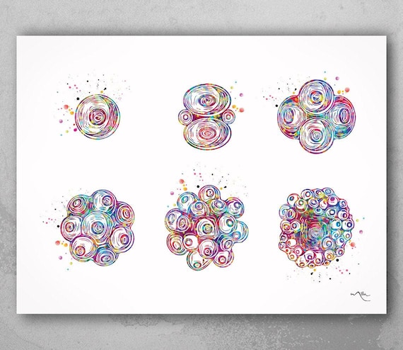 Embryonic Development Watercolor Print, OBGYN Office Decor-701
