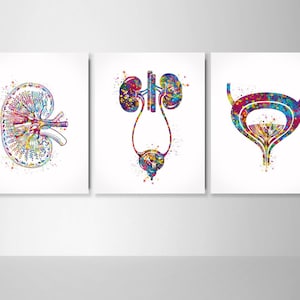 Urology Art Watercolor Print Set of 3 Office Clinic Urinary Tract Wall Art Nephrologist Medical Art Nephrology Decor Kidney Bladder -2311