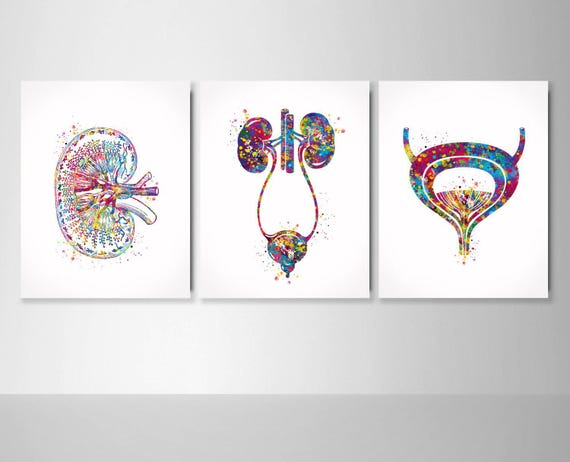 Urology Watercolor Art Print Set – Kidney, Bladder, Urinary Tract-2311