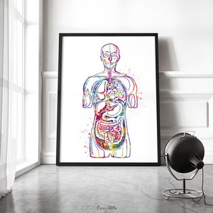 Human Body Internal Organs Watercolor Print Anatomy Wall Art | Etsy México