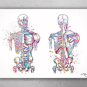 Muscular Art Watercolor Print Human Body Anatomy Art Medical Art Chiropractic Body System Wall Hanging Graduation Gift Clinic Decor Gift-363