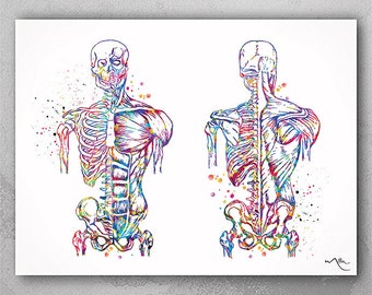 May include: A colourful anatomical illustration of the human torso, showing the skeletal system and muscular system. The image is in a watercolour style, with splashes of colour throughout.