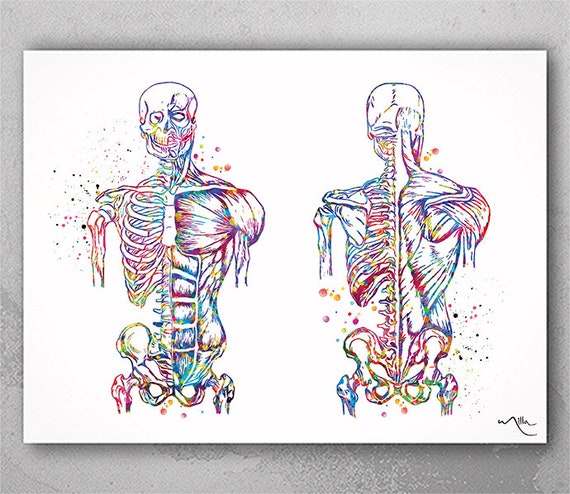 Watercolor Muscular Anatomy Print - Chiropractic Art, Body System-363